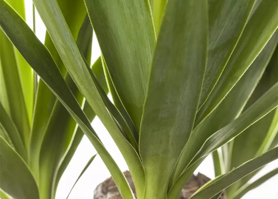 Yucca elephantipes