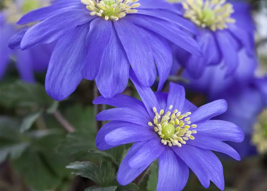 Anemone blanda