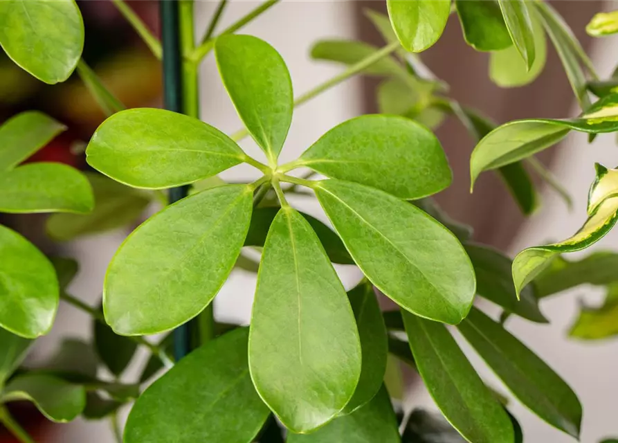 Schefflera arboricola 'Nora'