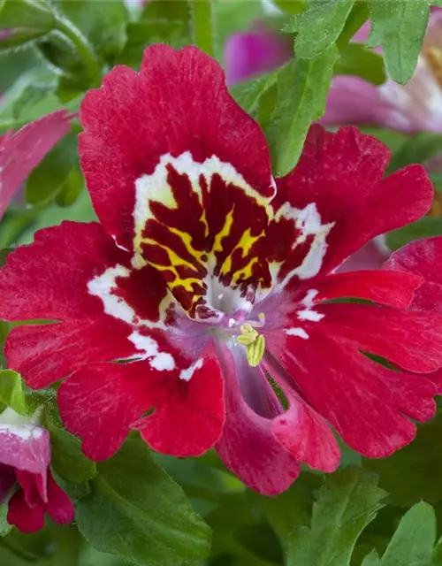 Schizanthus wisetonensis