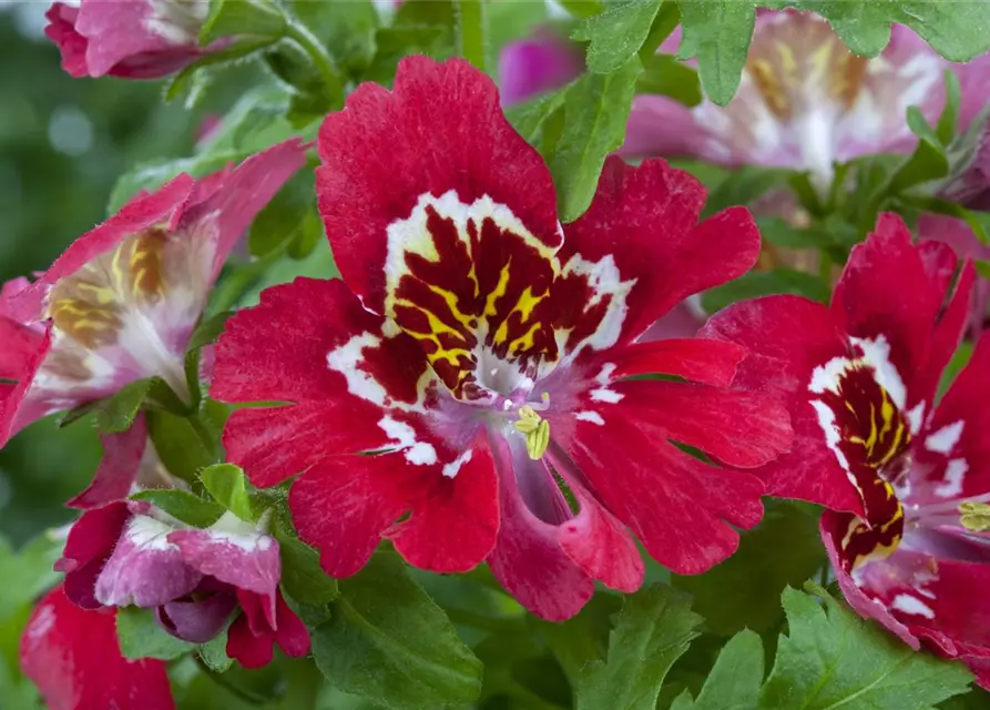 Schizanthus wisetonensis