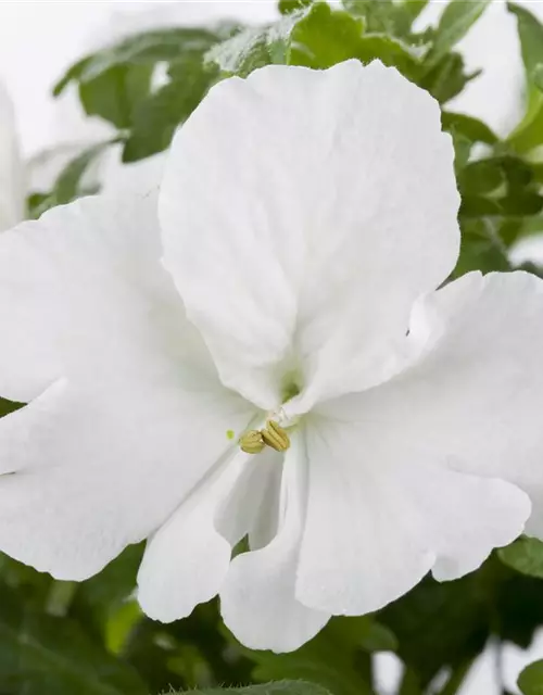 Schizanthus wisetonensis