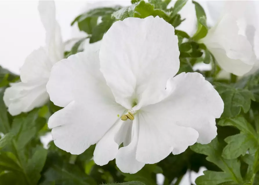 Schizanthus wisetonensis