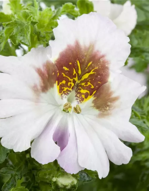 Schizanthus wisetonensis