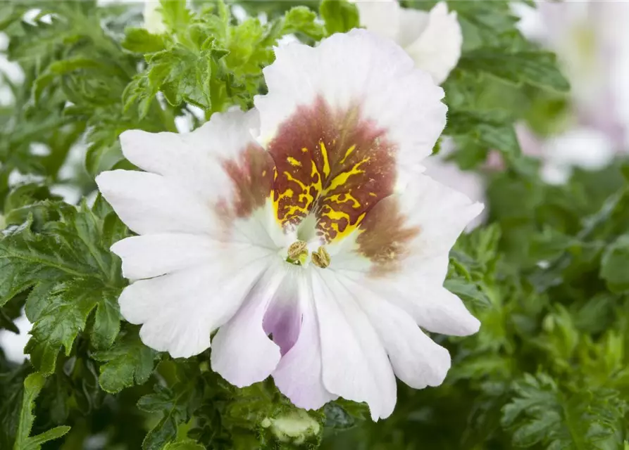 Schizanthus wisetonensis