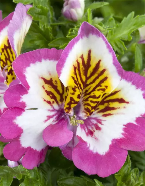 Schizanthus wisetonensis