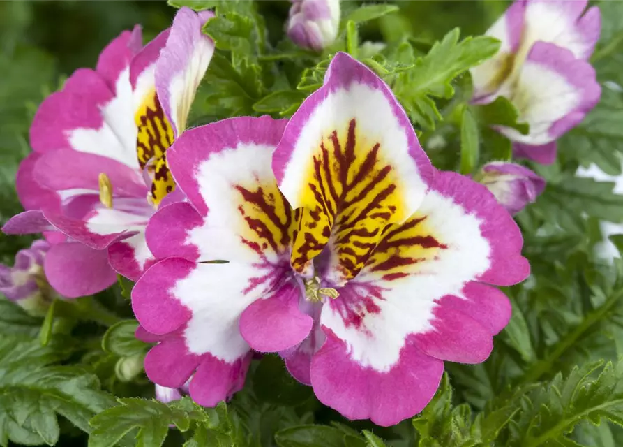 Schizanthus wisetonensis