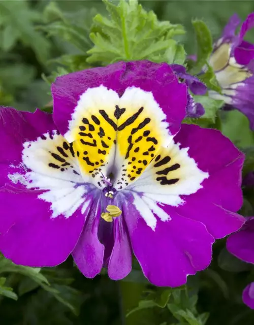 Schizanthus wisetonensis