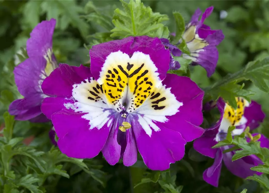 Schizanthus wisetonensis