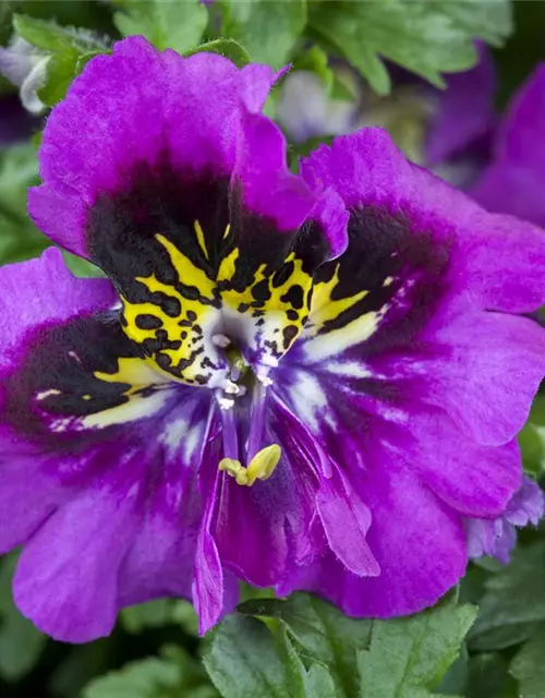 Schizanthus wisetonensis