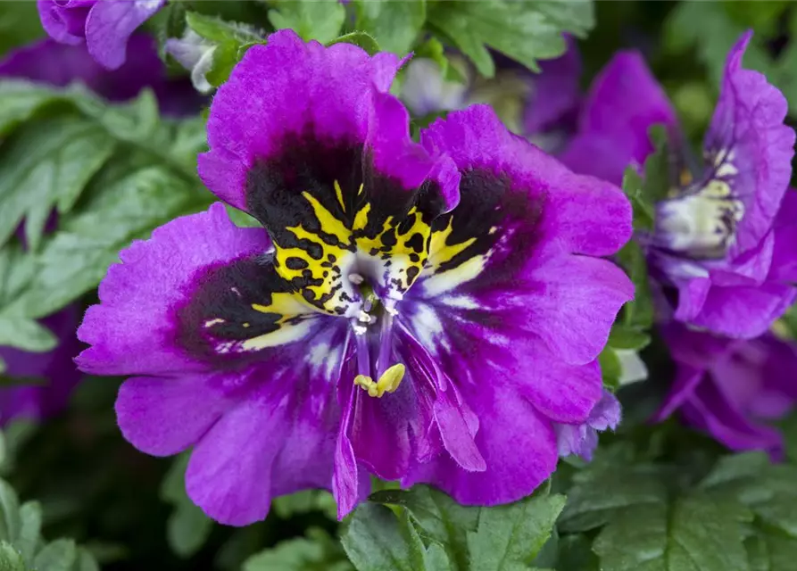 Schizanthus wisetonensis