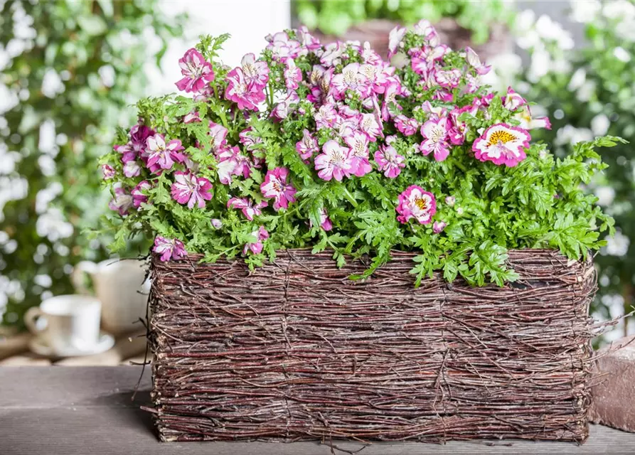 Schizanthus wisetonensis