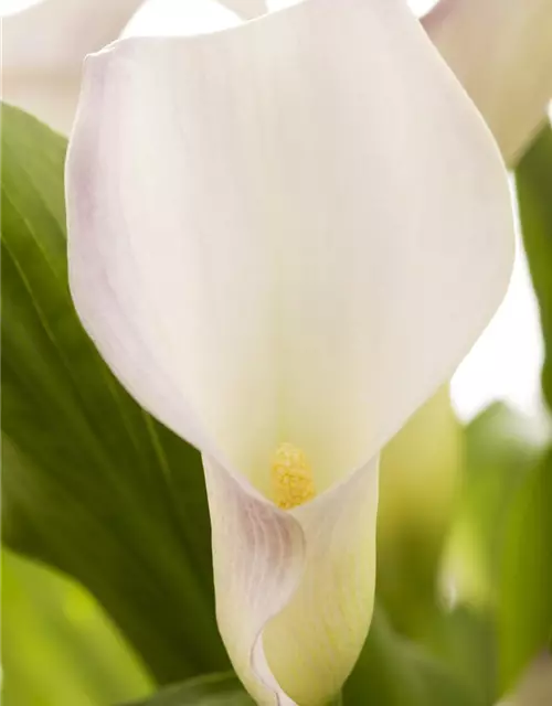 Zantedeschia aethiopica