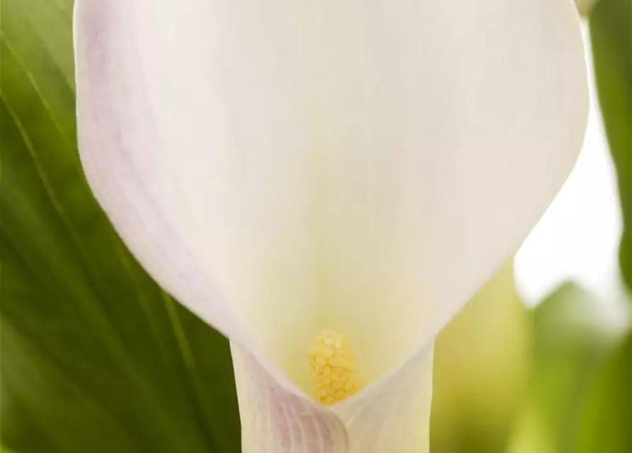 Zantedeschia aethiopica