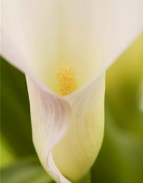 Zantedeschia aethiopica