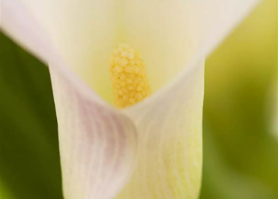 Zantedeschia aethiopica