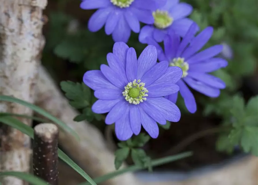 Anemone blanda