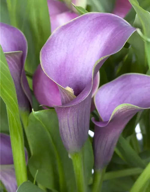 Zantedeschia aethiopica