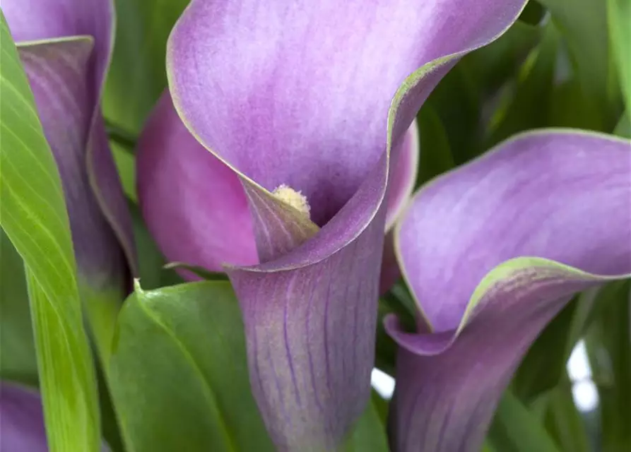 Zantedeschia aethiopica