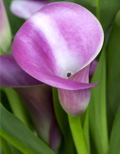 Zantedeschia aethiopica