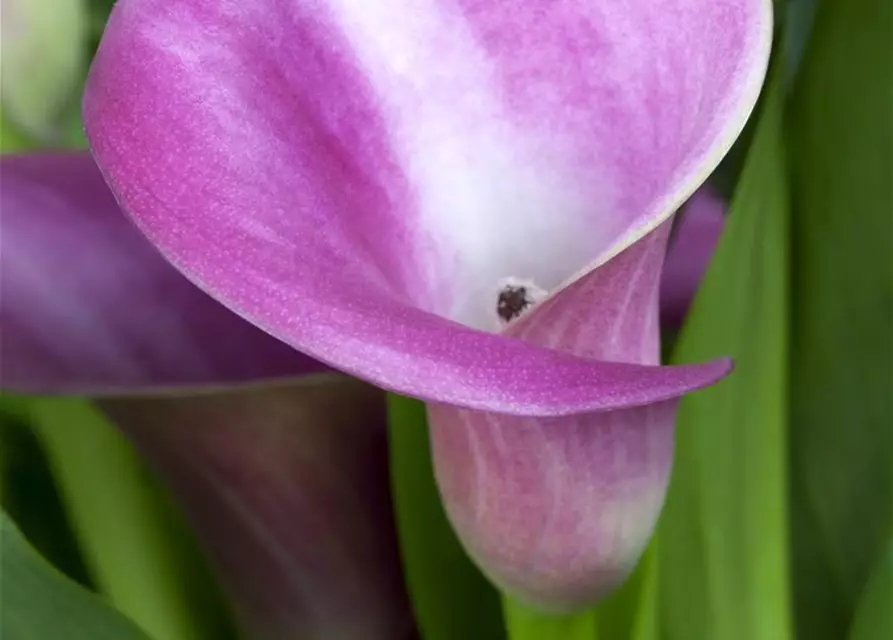 Zantedeschia aethiopica