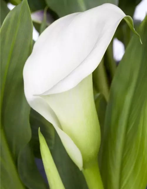 Zantedeschia aethiopica