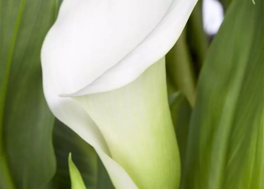 Zantedeschia aethiopica