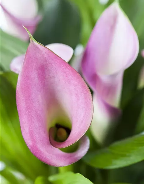 Zantedeschia aethiopica