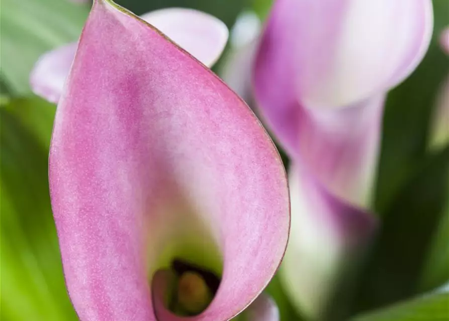 Zantedeschia aethiopica