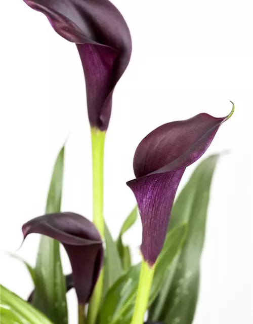 Zantedeschia aethiopica