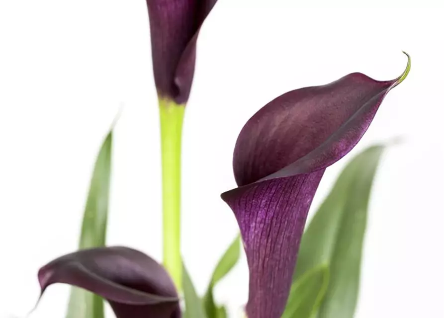 Zantedeschia aethiopica