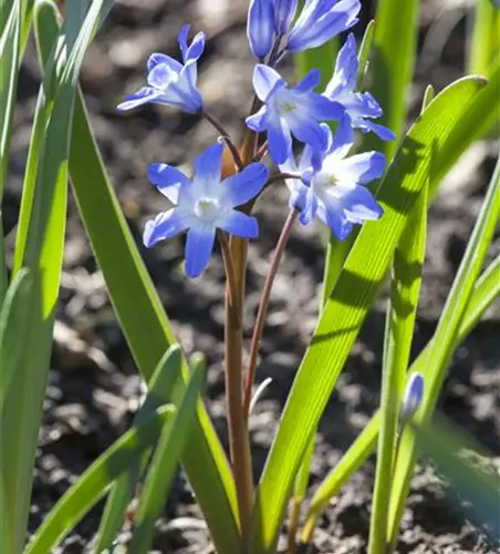 Scilla siberica