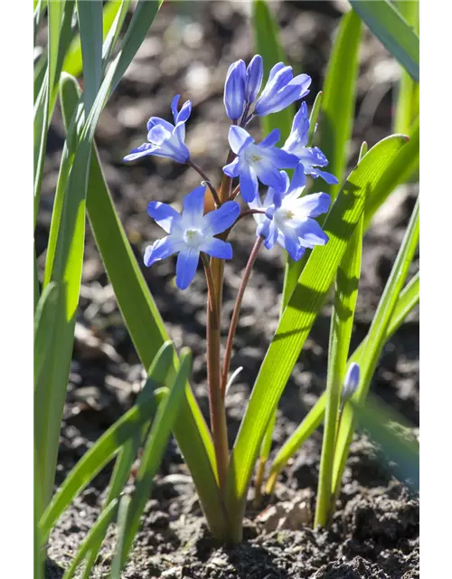 Kaukasischer Blaustern, Topf-Ø 10 cm