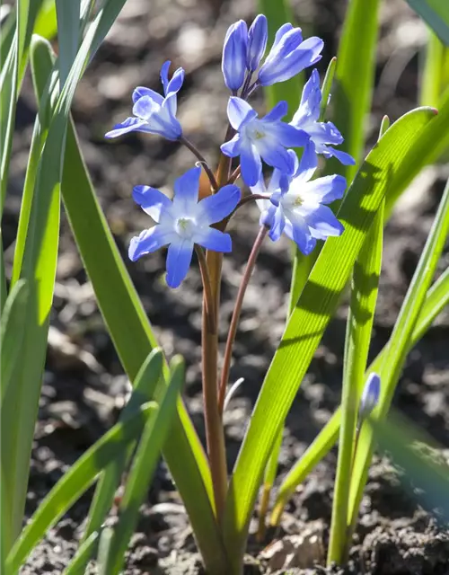 Scilla siberica