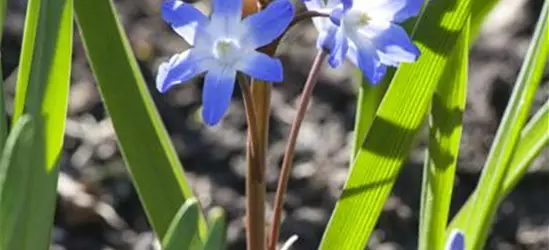 Scilla siberica