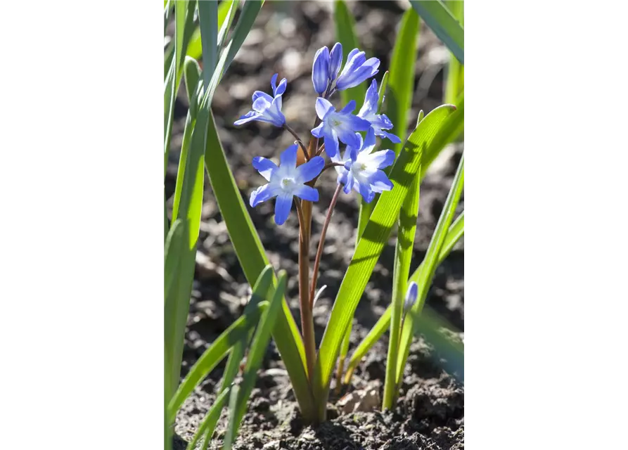 Kaukasischer Blaustern, Topf-Ø 10 cm