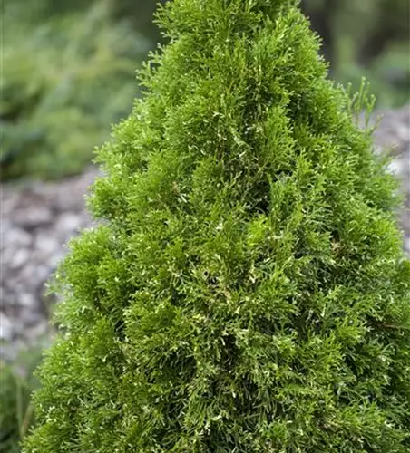 Thuja occidentalis