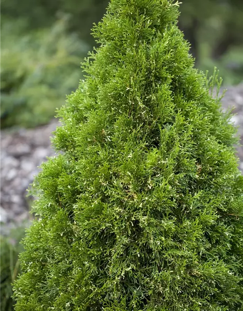 Thuja occidentalis