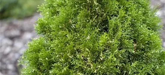 Thuja occidentalis