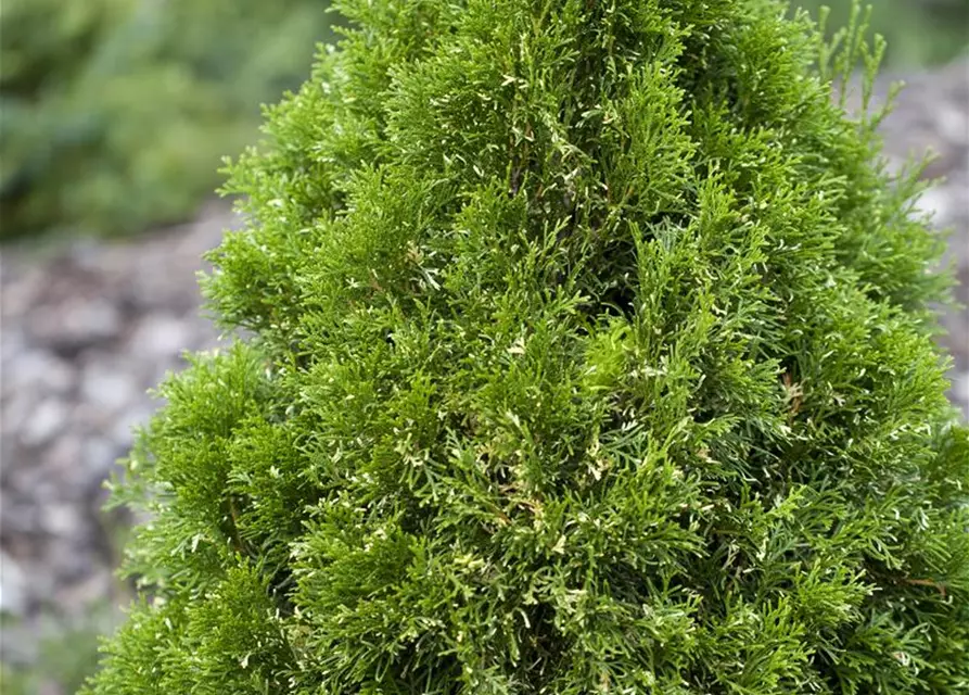 Thuja occidentalis