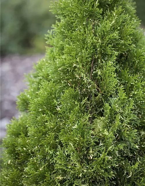 Thuja occidentalis