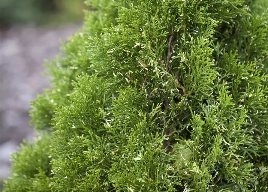 Thuja occidentalis