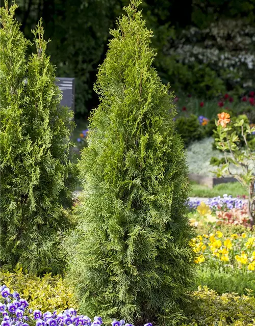 Thuja occidentalis