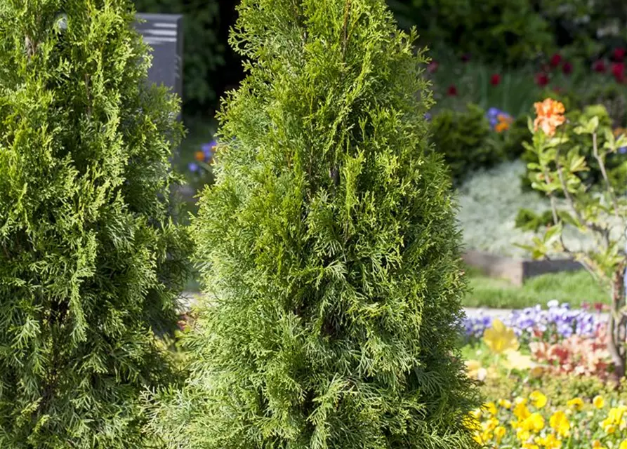 Thuja occidentalis