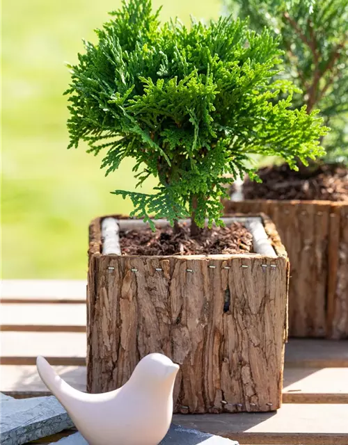 Thuja occidentalis