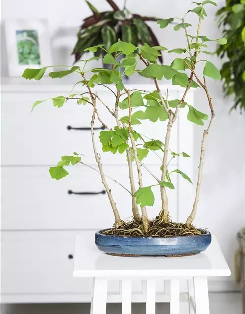 Zimmerbonsai