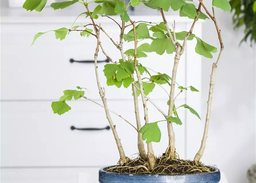 Zimmerbonsai