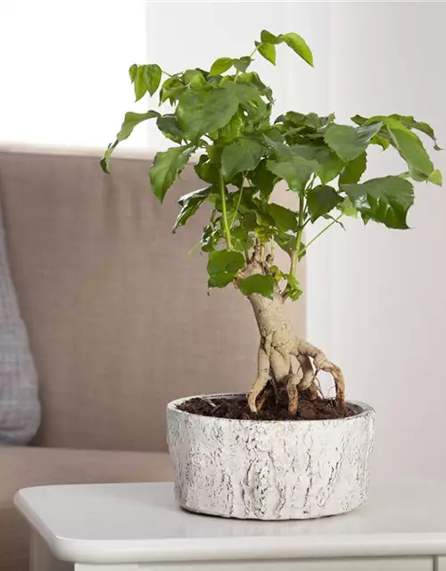 Zimmerbonsai