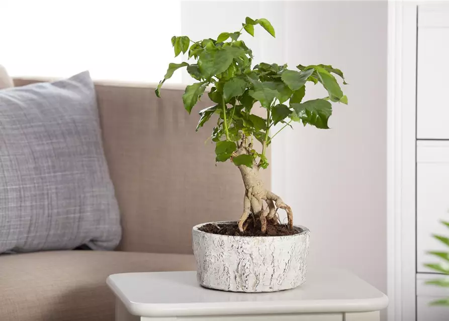 Zimmerbonsai