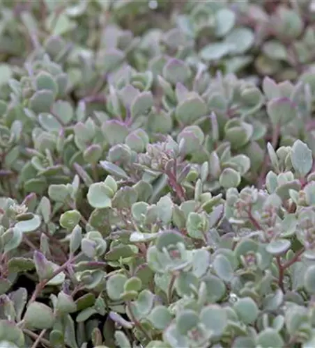 Sedum cauticola